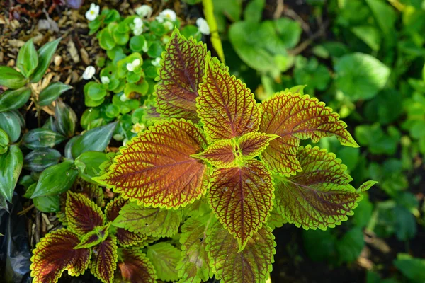 Bovenaanzicht Van Coleus Bossige Groenblijvende Groenblijvende Decoratieve Plant Met Donkerrode — Stockfoto
