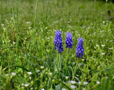 Bahçede mor çiçek açan fare sümbülü. Bahar mevsimi
