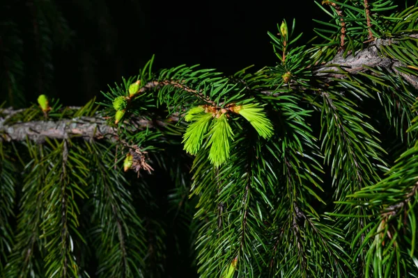 Una Rama Abeto Europeo Picea Abies Con Brotes Jóvenes Cultivar —  Fotos de Stock
