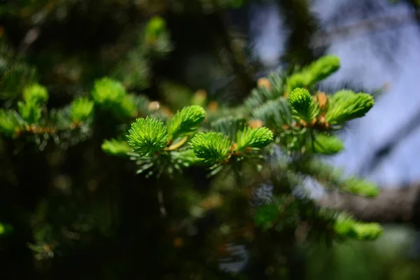 Closeup Beautiful Young Green Fir Tree Branches Needles Shallow Depth — Stock Photo, Image