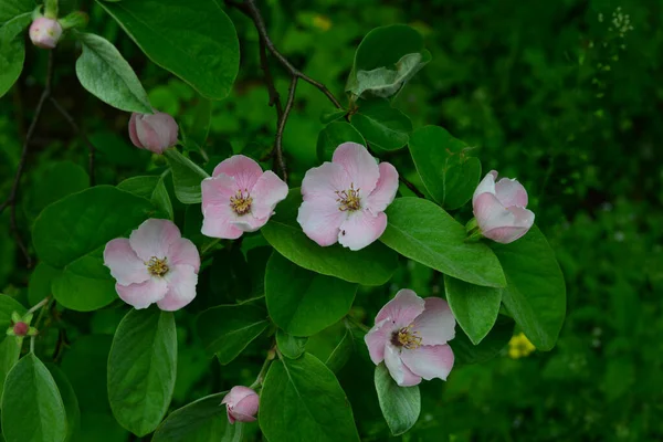 Cydonia Oblonga Uma Espécie Arbusto Família Rosaceae Seus Frutos São — Fotografia de Stock