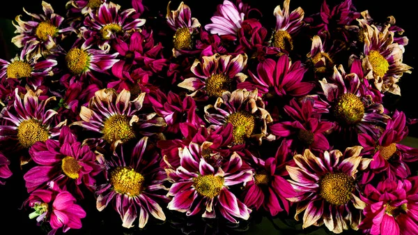 wilted flowers of pink Chrysanthemums on a black background. Top view.