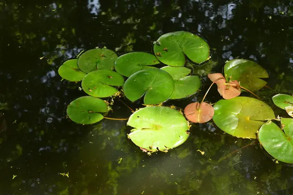 Seerosenpflanzen Auf Einem Teich Einem Sommertag — Stockfoto