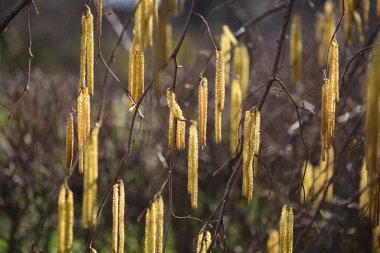 Bahar günü çiçek açan fındık, makro fotoğraf..