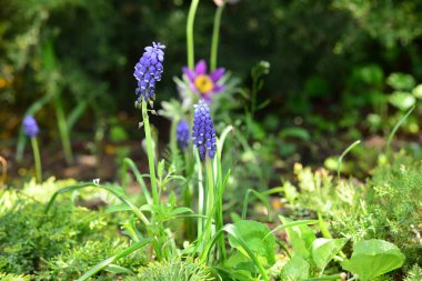 Mavi tomurcuklar Muscari Ermeniacum veya Üzümlü Sümerler bahçede çiçek açar.