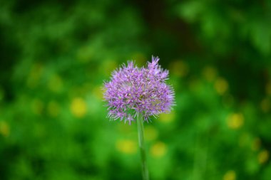 Yeşil arka planda parlak leylak çiçeği dekoratif soğan Allium.