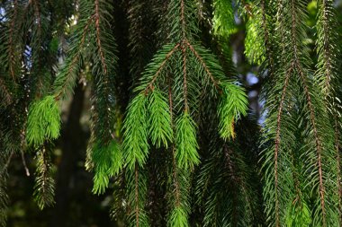 Avrupa ladin dalının bir dalı ya da Picea genç filizlerle doludur. Cultivar Virgata veya Yılan dalı ladini.