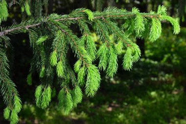 Avrupa ladin dalının bir dalı ya da Picea genç filizlerle doludur. Cultivar Virgata veya Yılan dalı ladini.