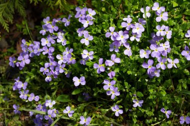 Bahçede baharda açan mavi Aubrieta.