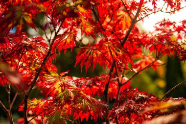Sonbaharda kırmızı akçaağaç yaprakları. Bulanık arkaplan.