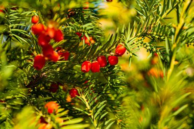 Güneş ışığında yemyeşil porsuk ağacında yetişen kırmızı meyveler, Avrupa porsuk ağacı..