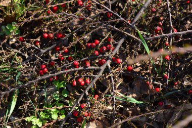 Olgun kırmızı meyveler ile dağ muşmulası horizontalis bitki.