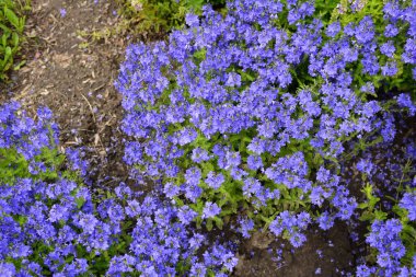 Yaz bahçesinde mavi çiçekler. Sıcak, güneşli bir gün. Yakın plan..