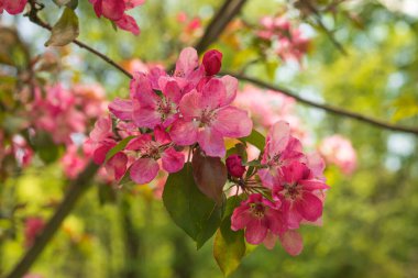 Elma Malus Rudolph ağacı, bulanık arka planında koyu pembe çiçekler var. Bahar. Soyut çiçek deseni.