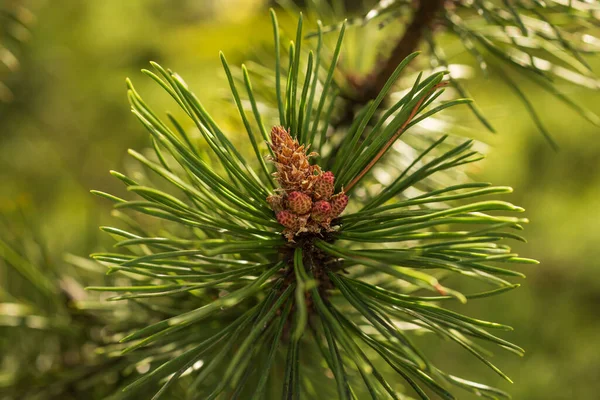 İlkbaharda taze kozalaklar. Çam iğneleri, bulanık arkaplan, yakın plan..