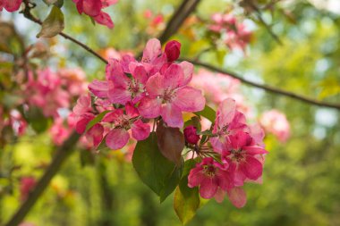 Elma Malus Rudolph ağacı, bulanık arka planında koyu pembe çiçekler var. Bahar. Soyut çiçek deseni.