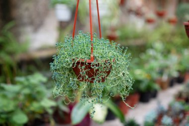 Rowley 'in vaftiz oğlunu saksıya koy. .