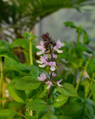 Çiçekli yeşil fesleğen çiçekleri.