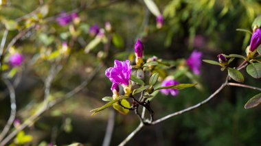 Bahçede çiçek açan Pembe Rododendron, yakın plan, seçici odaklanma.