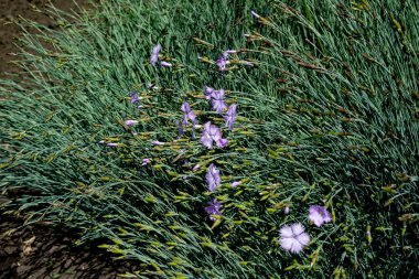 Güzel güvercin-menekşe karanfil tarlası çiçekleri, Dianthus Kampestris, yakın çekim, seçilmiş odak.