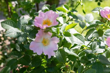 Soluk pembe gül çiçekleri, Rosa Canina.