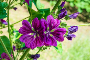 Malva sylvestris. Bahçedeki güzel mor güherçile.