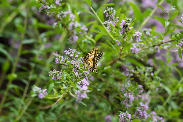stock image Papilio swallowtail, Butterfly on Buddleja alternifolia flowers.