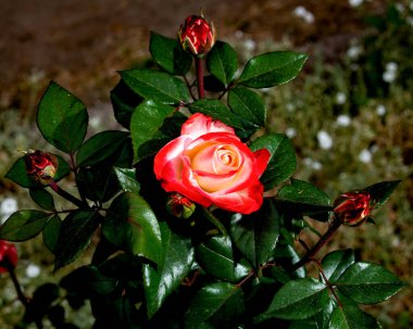 Rosa Nostalji güzel kırmızı çiçekleri olan melez bir çay gülü..