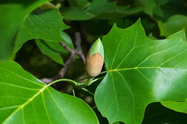 stock image Branches with green leaves and yellow flowers of Liriodendron tulipifera, known as the tulip tree, in the city garden