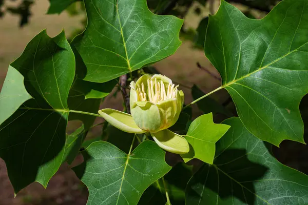 stock image Branches with green leaves and yellow flowers of Liriodendron tulipifera, known as the tulip tree, in the city garden