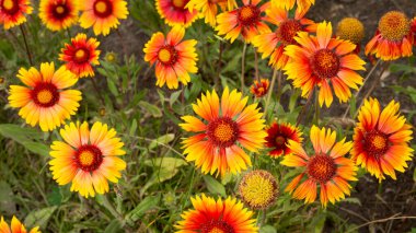 Gaillardia aristata red yellow flower in bloom, group of bright colorful flowers in the gardren. clipart