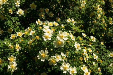 Rosa canina, genel olarak köpek gülü olarak bilinir, değişken, vahşi bir gül türüdür..