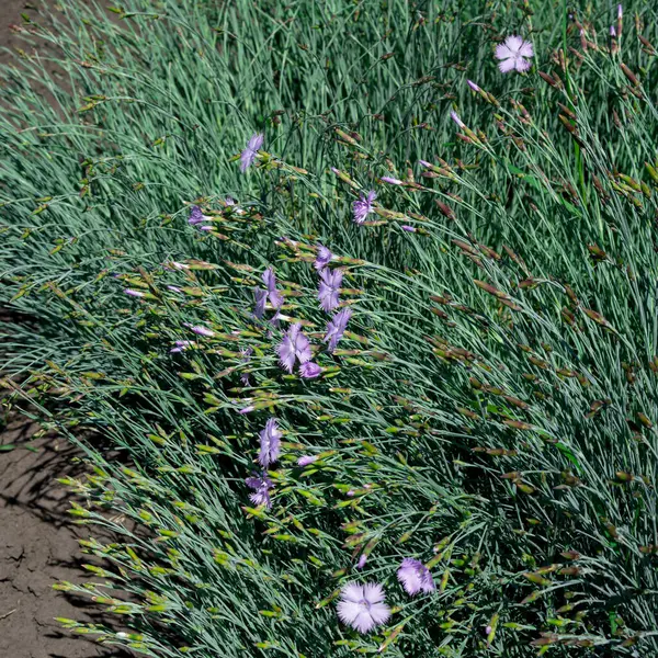 Güzel güvercin-menekşe karanfil tarlası çiçekleri, Dianthus Kampestris, yakın çekim, seçilmiş odak.