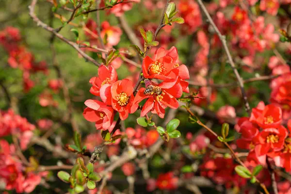 stock image Flowering chenomeles californica in the botanical garden, red flowers, Japanese quince.