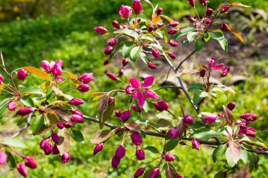 Elma Malus Rudolph ağacı, bulanık arka planında koyu pembe çiçekler var. Bahar. Soyut çiçek deseni.