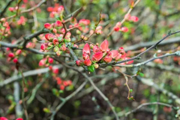 stock image Flowering chenomeles californica in the botanical garden, red flowers, Japanese quince.