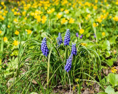 Mavi muscari çiçekleri. Üzümlü sümbüllerden oluşan bir grup. Muscari armeniacum..