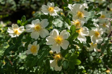 Rosa canina, genel olarak köpek gülü olarak bilinir, değişken, vahşi bir gül türüdür..