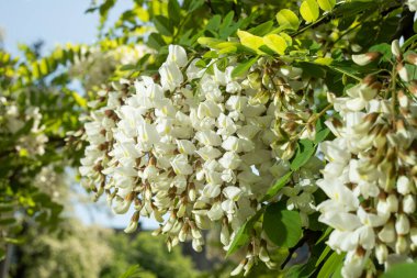 Siyah çekirgenin beyaz çiçekleri, robinia psevdoacia f.bessoniana.