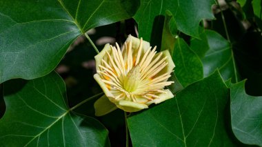 Branches with green leaves and yellow flowers of Liriodendron tulipifera, known as the tulip tree, in the city garden clipart