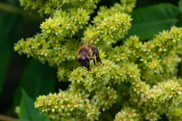 stock image A bee collects nectar from the flowers of the Staghorn sumac.