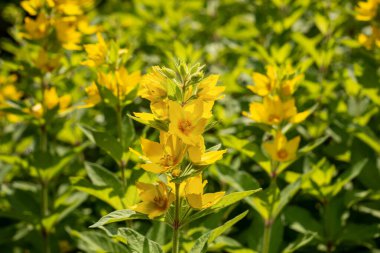 Sarı gevşek çiçek, Lysimachia punctata, bahçede parlak sarı, fincan şeklinde çiçekler.