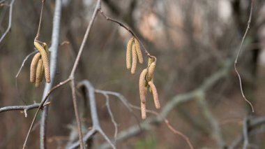 Arka planda sarı çiçekli fındıklı kedi derilerinin yakın çekimi. Tek catkins üzerine seçici odaklanma.