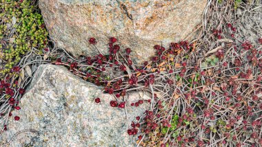 Güzel bir bordo kırmızısı gül biçimli yapraklar yakın plandaki bir kayanın üzerinde Sedum Spuryumu.
