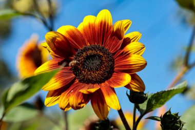 Decorative red sunflower in the autumn garden. clipart