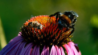 Close-up of a pink Echinacea flower on which a honey bee and bumblebee collects the flower nectar. clipart