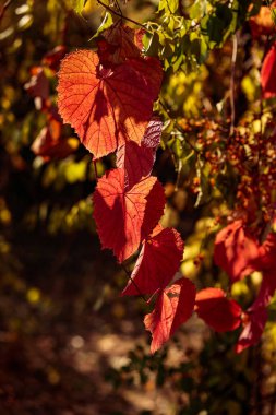 Sonbahar bahçesinde güneşin önünde üzüm yaprakları..