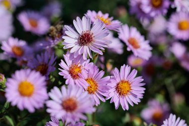 Autumn asters blooming and decorate the garden. clipart