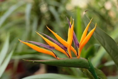 Bulanık bir arkaplanda Cennet Kuşu çiçeği .