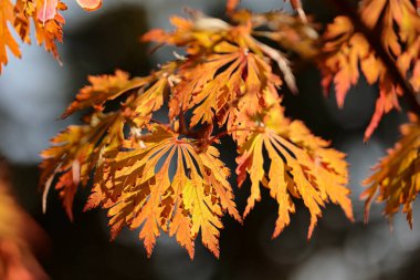 Parkta yeşillik var. Akçaağaç yapraklarından sonbahar yaprakları. Sonbahar güneş ışığında yapraklar dökülür. Doğal sonbahar geçmişi. Kırmızı akçaağaç sonbaharda ayrılıyor. Sonbahar havası.